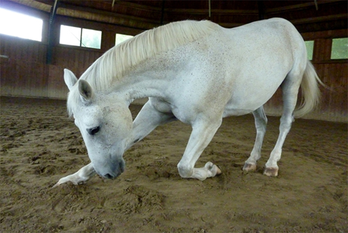 paard compliment bij artikel paardensport.jpg